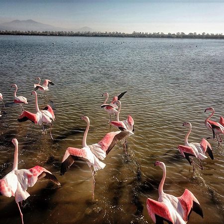 Flamingo View Suites & Villas Nea Poteidaia Eksteriør billede