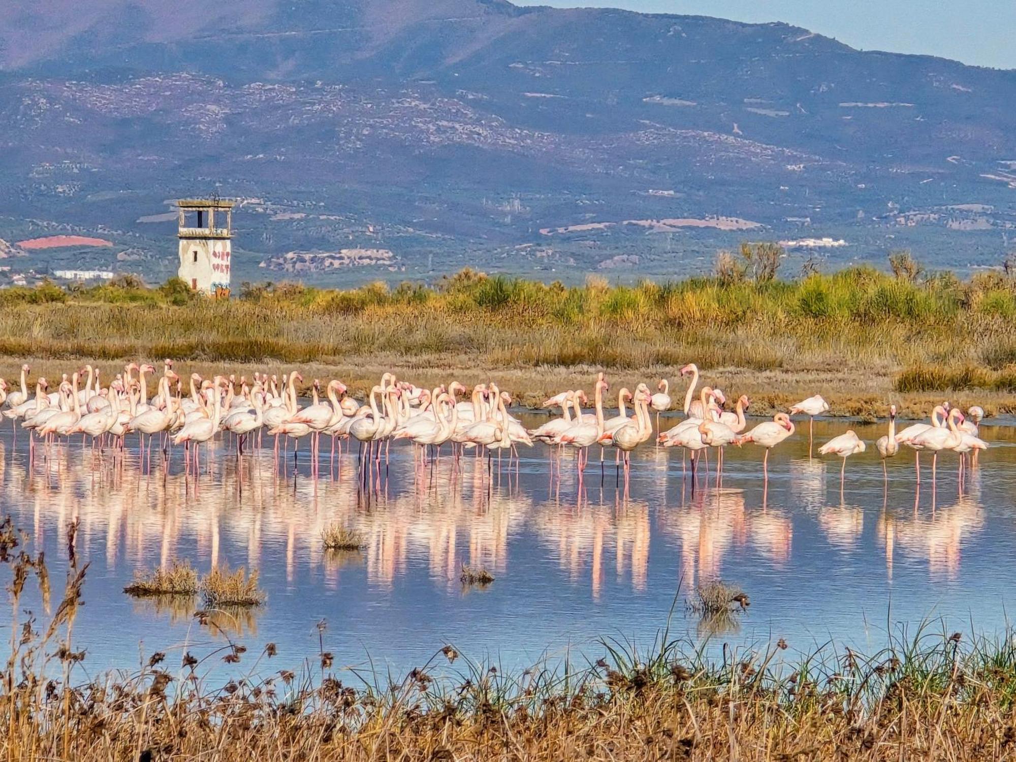 Flamingo View Suites & Villas Nea Poteidaia Eksteriør billede